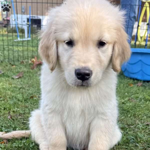 Charlie, Golden Retriever Puppy